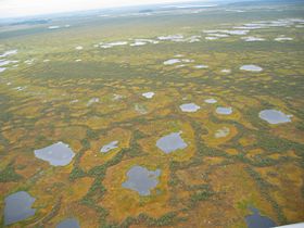Васюганское болото в Томской области