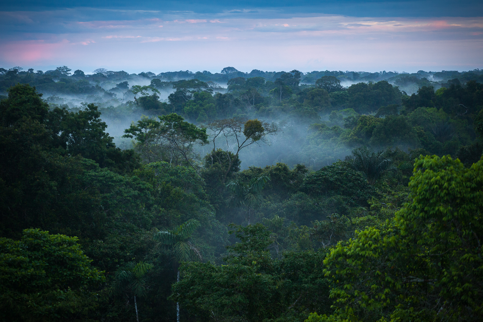тропические леса амазонки