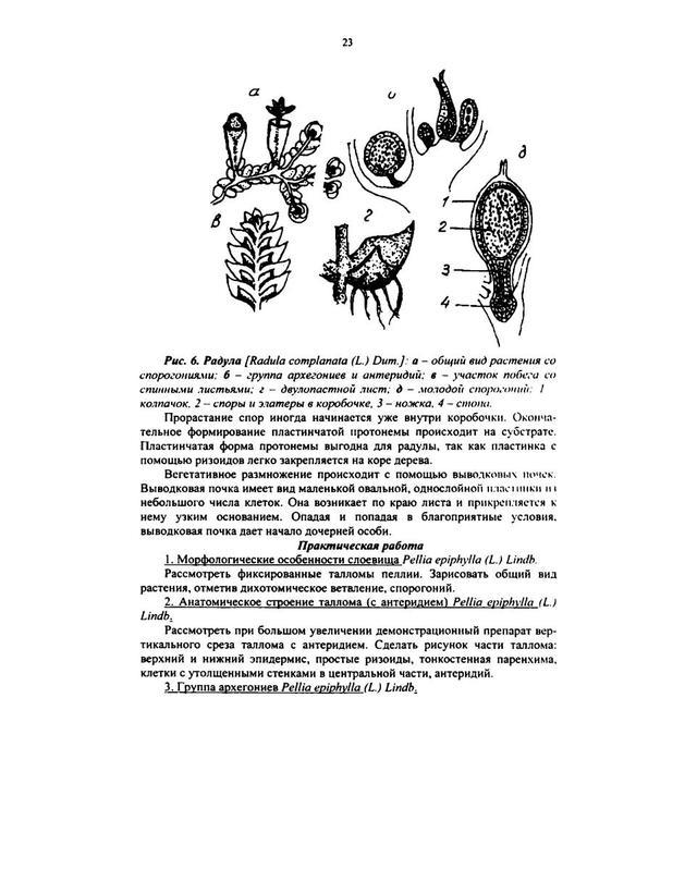 Рассмотрите изображение растений ульва просо томат подпишите их названия под соответствующими