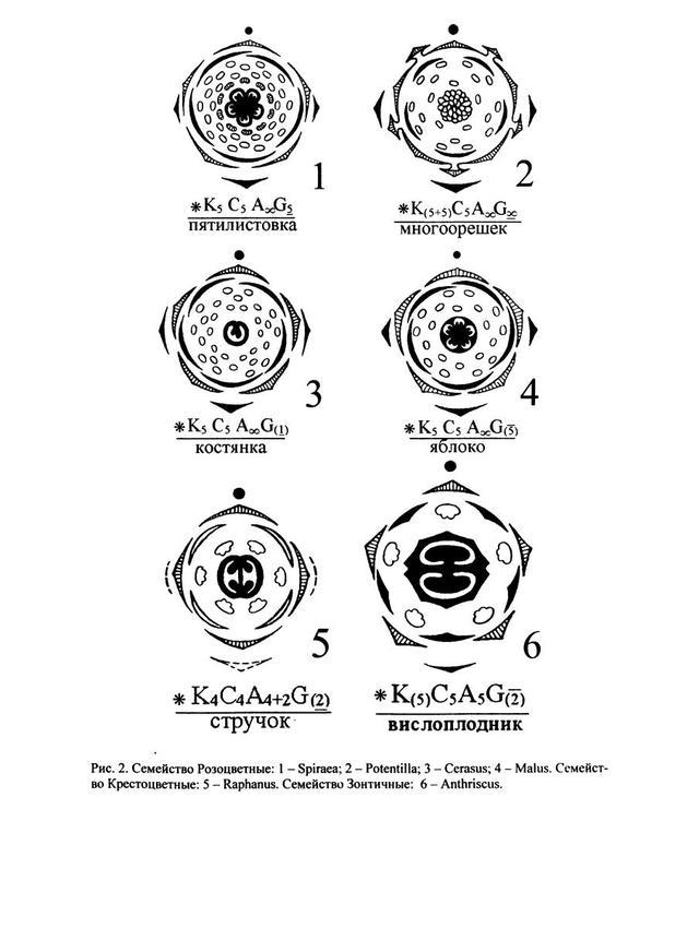 Диаграмма яблони. Клевер Луговой диаграмма цветка. Диаграмма цветка розоцветных схема. Диаграмма цветка Плауновые. Семейство Розоцветные диаграмма цветка.