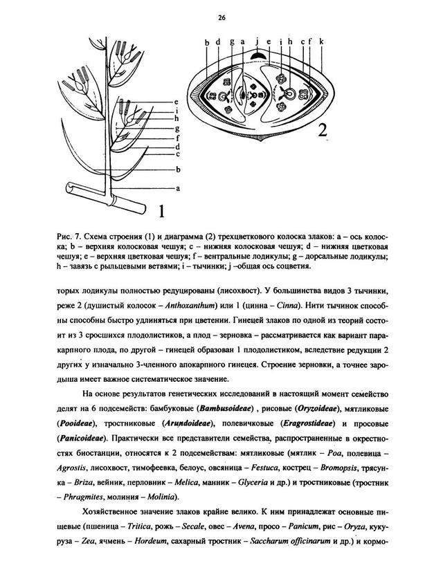 Какой признак показанный на схеме расположения плодолистиков позволяет определить принадлежность