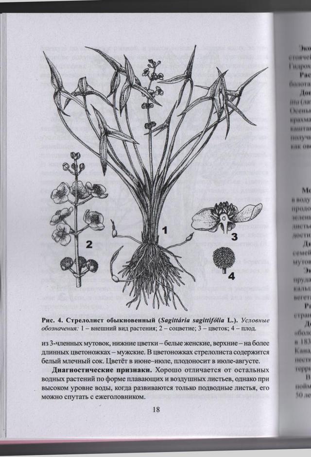 На рисунке изображен стрелолист с листьями. Купальница Ежеголовник стрелолист водокрас. Ежеголовник стрелолист. Атлас-определитель водных растений.