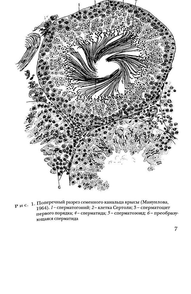 Семенник крысы рисунок