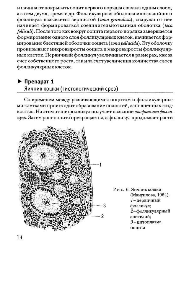 В растущих ооцитах большинства животных. Ооциты первого порядка. Ооцит 1 порядка фолликул. Строение ооцита 2 порядка. Яичник кошки фолликулярные клетки.