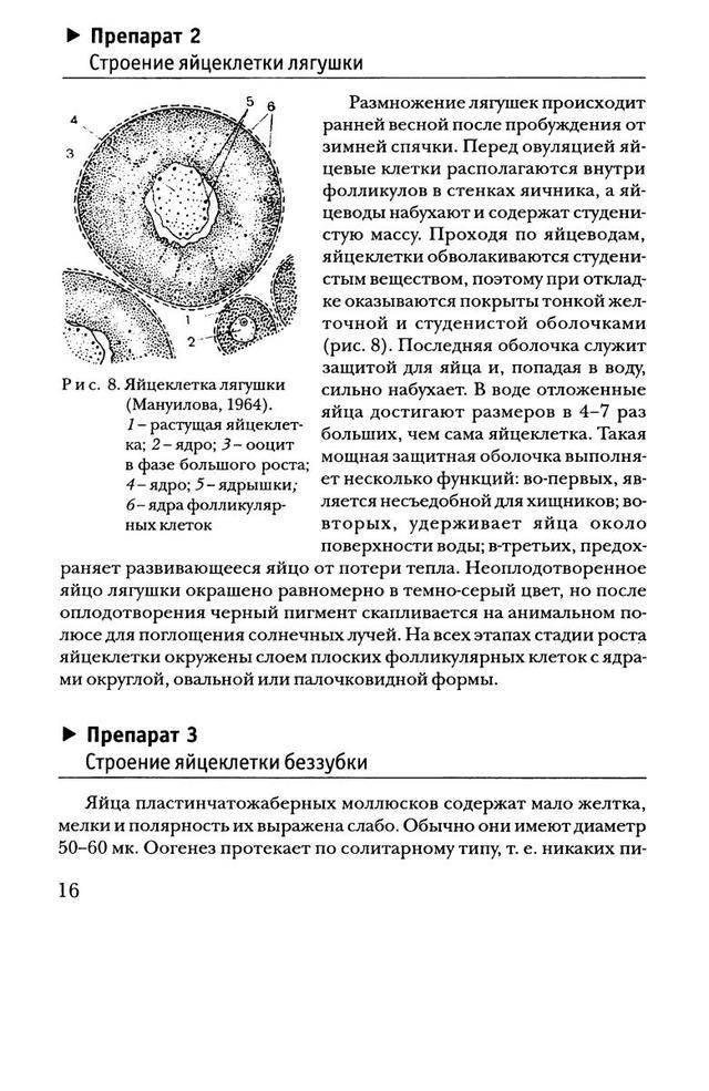 Оболочки яйцеклетки лягушки