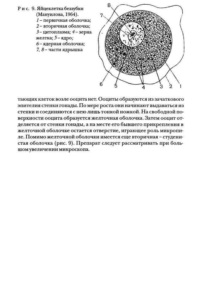 Яйцеклетка картинка с подписями