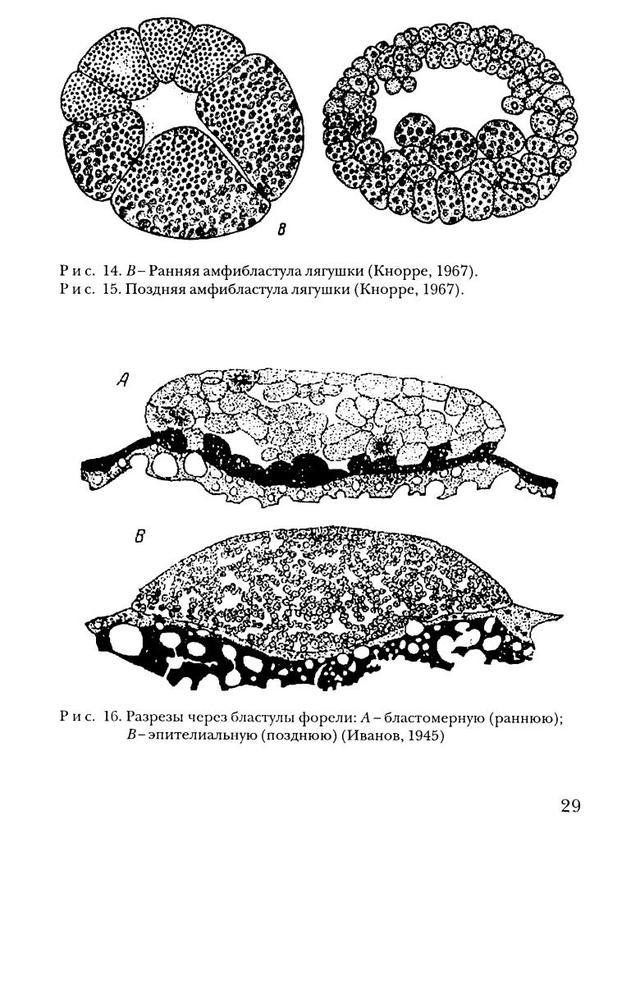 Бластула лягушки. Бластула лягушки гистология. Срез бластулы лягушки. Бластула вьюна. Амфибластула лягушки препарат.