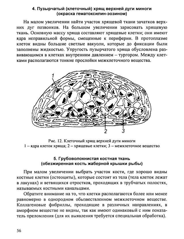 Гистология схемы таблицы и ситуационные задачи по частной гистологии человека